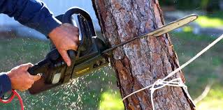 Best Hazardous Tree Removal  in Kewaskum, WI