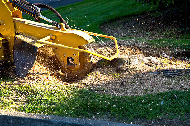 Best Emergency Tree Removal  in Kewaskum, WI